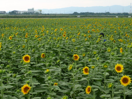 f:id:a-know:20090823140451j:image