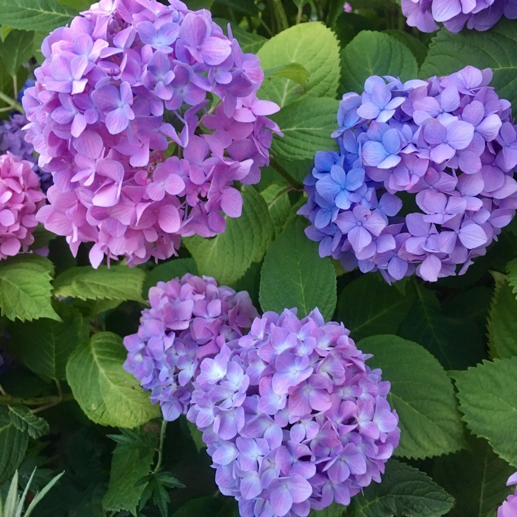 f:id:a-know:20170603184719j:plain