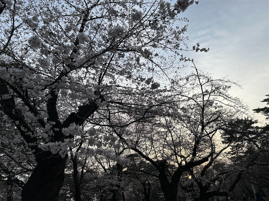 f:id:a-koh:20240413180508j:image