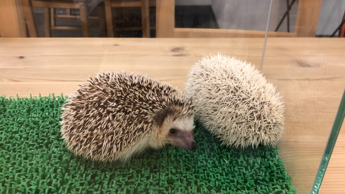 ハリネズミ フクロウカフェcheese チーズ 秋葉原店 秋葉原駅周辺の動物カフェ ハリネズミ フクロウ うさぎのいるお店 癒し 体験談レポート こばやんブログ どうぶつへや