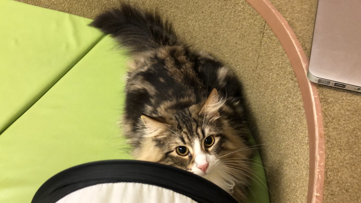 僕と猫 秋葉原店 秋葉原駅周辺の動物カフェ 猫のいるお店 癒し 体験談レポート こばやんブログ どうぶつへや