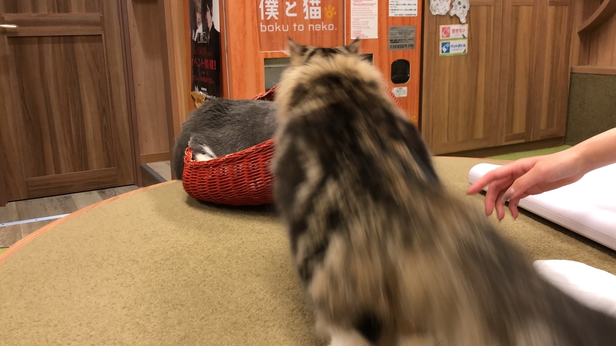 僕と猫。秋葉原店/秋葉原駅周辺の動物カフェ/猫のいるお店（癒し）体験 