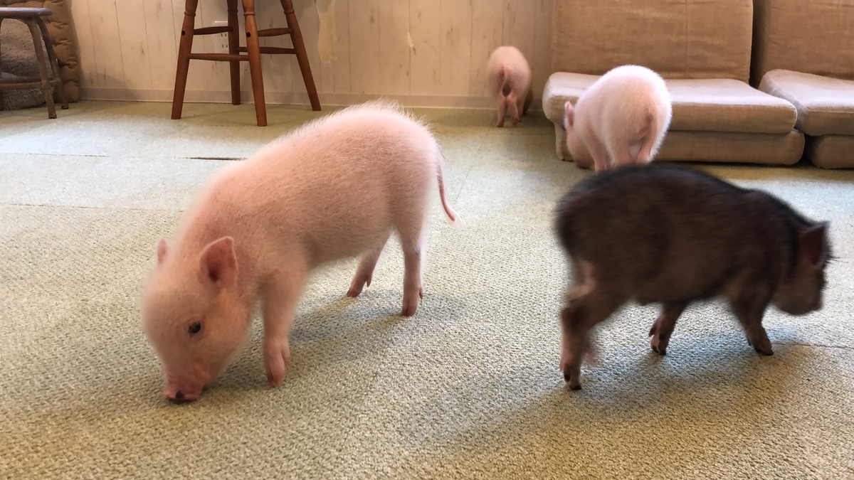 Mipig Cafe マイピッグカフェ 目黒店 目黒駅周辺の動物カフェ ミニブタのいるお店 癒し 体験談レポート こばやんブログ どうぶつへや