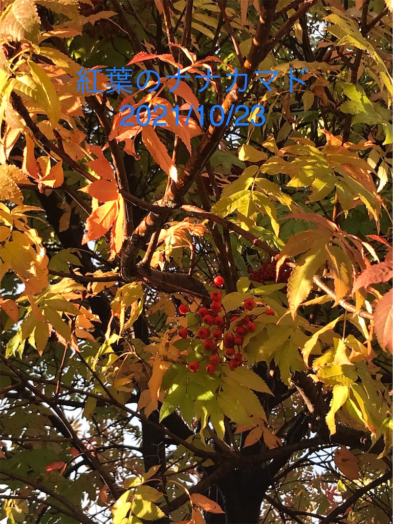 f:id:a-monndosaya:20211105074259j:image f:id:a-monndosaya:20211105074259j:image