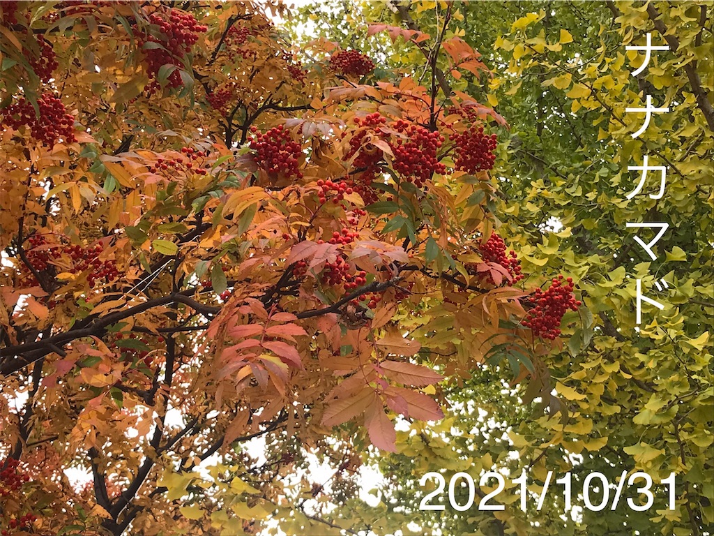 f:id:a-monndosaya:20211105074314j:image f:id:a-monndosaya:20211105074314j:image