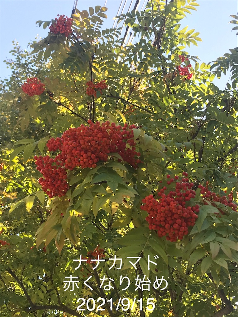 f:id:a-monndosaya:20211105085144j:image f:id:a-monndosaya:20211105085144j:image