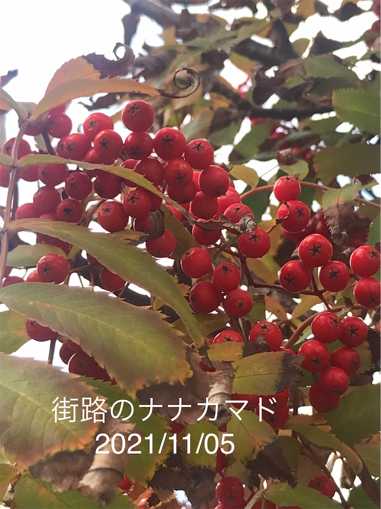 f:id:a-monndosaya:20211105085334j:image f:id:a-monndosaya:20211105085334j:image