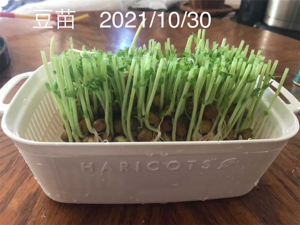 f:id:a-monndosaya:20211107074357j:image