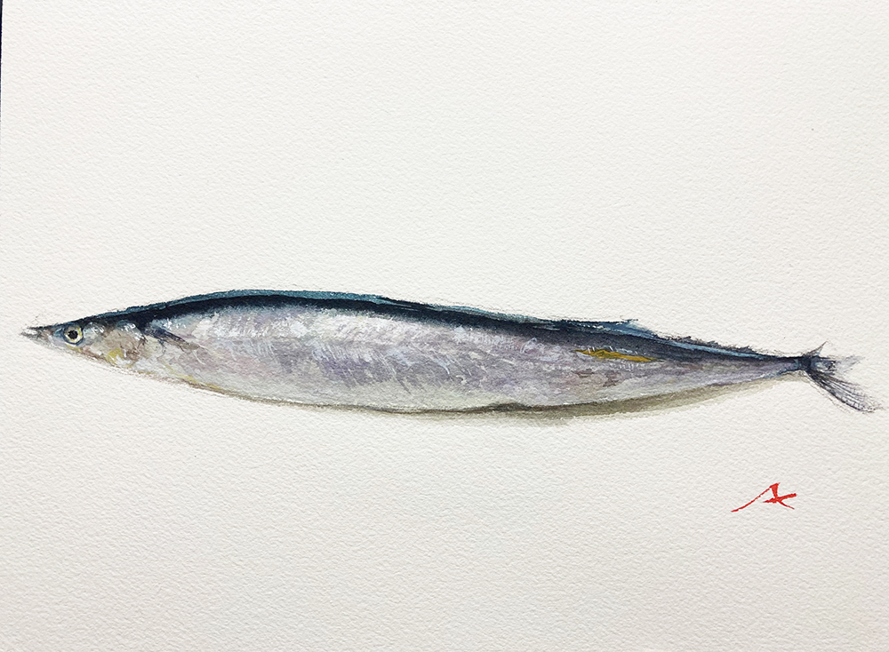 秋刀魚を透明水彩で描く！ - ニシナのエブリディ絵ブログ