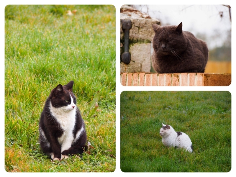 ヴェネツィア本島周辺の猫が多い島、トルチェッロ島