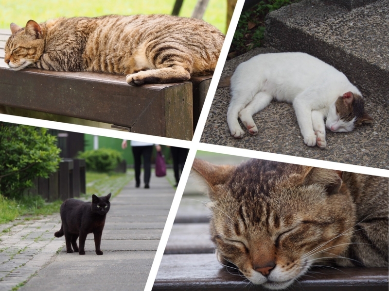 台湾の猫村、猴硐駅正面側の猫