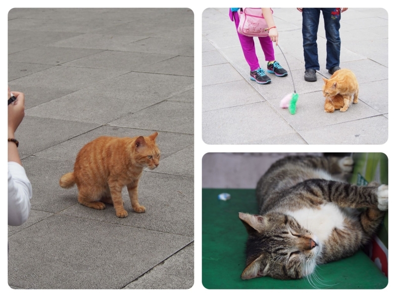 台湾の猫村、猴硐駅正面の広場の猫 