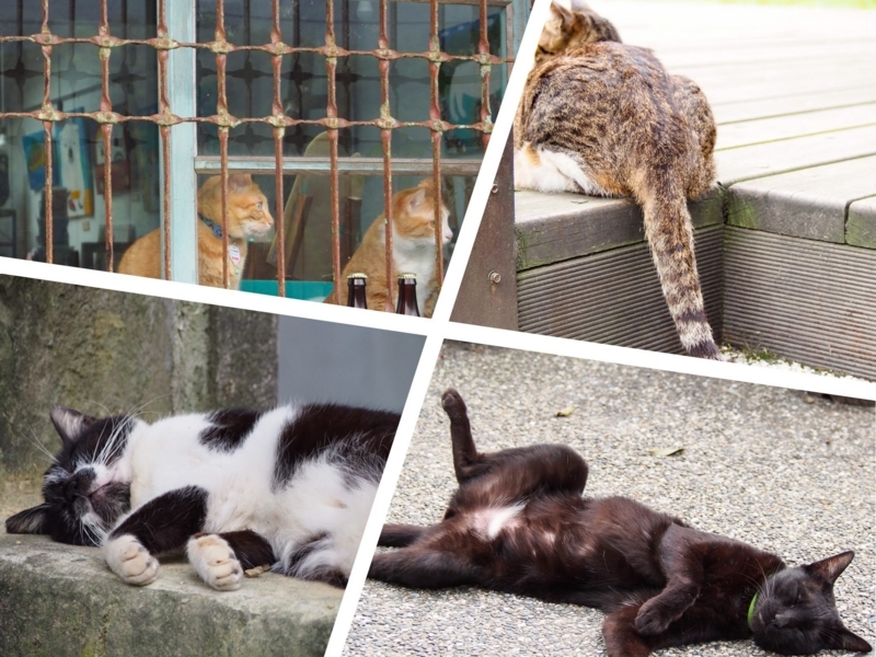 台湾の猫村、猴硐駅の裏手側の猫