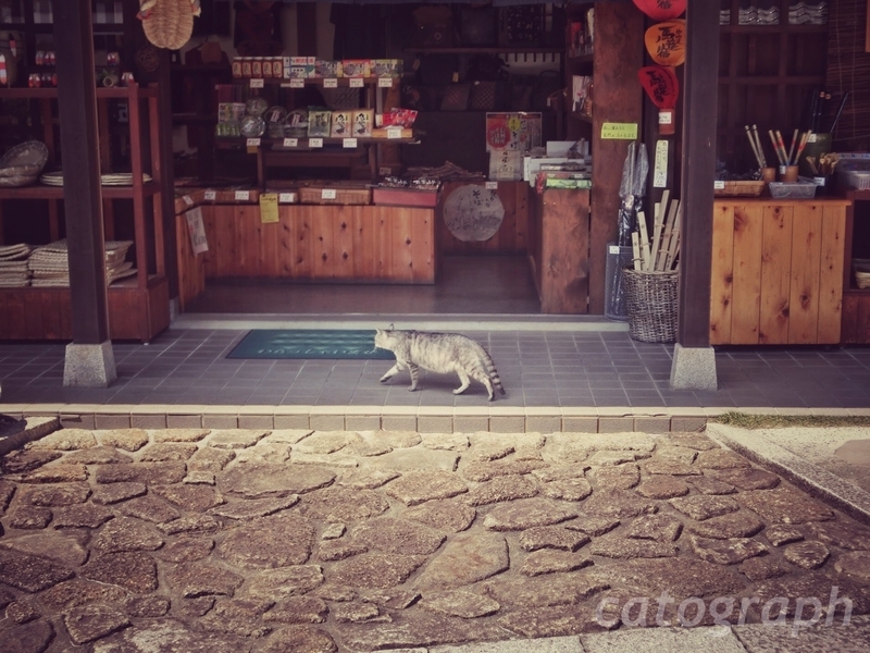 馬籠宿の古い商店の前をうろつく猫