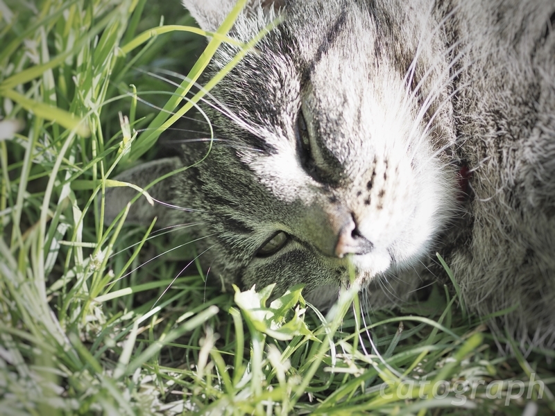 子供たちがいなくなり、眠りにつきそうなスオメンリンナ島の猫