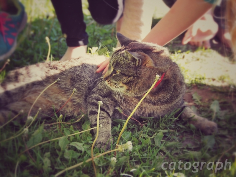子供たちのもふもふが終わり、立ち上がろうとするスオメンリンナ島の猫