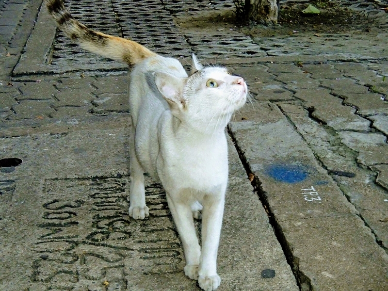 バンコクのセブンイレブンの前で、上を見ている白い猫