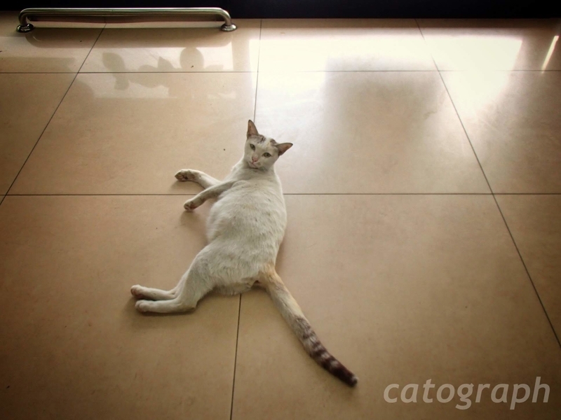 バンコクのセブンイレブンの店内で悪びれることもなく寝そべる猫
