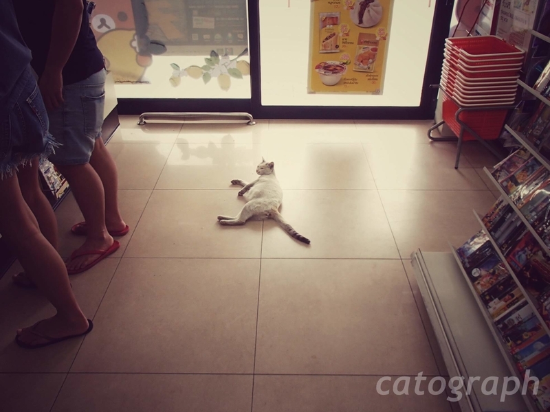 バンコクのセブンイレブンの入口に猫が寝そべっていて、思わず踏みそうになる