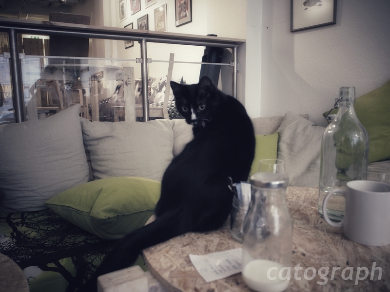 ヘルシンキにあるKissakahvila Helkatti(キッサカフビラ・ヘルカティ)という猫カフェにいる白と黒の猫がテーブルの上で後ろを振り向いている様子