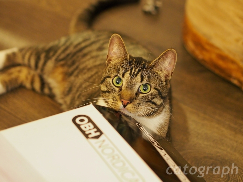 ヘルシンキにあるKissakahvila Helkatti(キッサカフビラ・ヘルカティ)という猫カフェにいる茶トラの猫