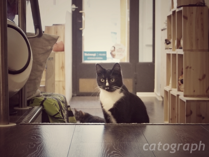 ヘルシンキにあるKissakahvila Helkatti(キッサカフビラ・ヘルカティ)という猫カフェにいる白と黒の猫