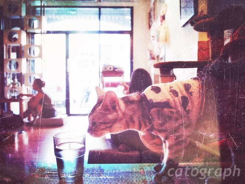 チェンマイにある猫カフェ「キャトマスフィア(Catmosphere)」のスカートをはいた猫。お客の水を飲もうとしている。