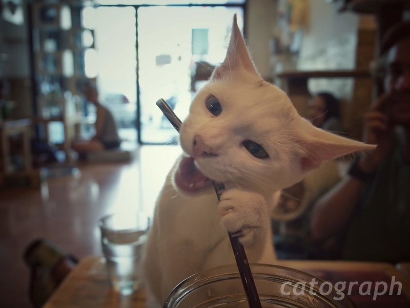 チェンマイにある猫カフェ「キャトマスフィア(Catmosphere)」の猫。アイスラテのストローに噛みついている。