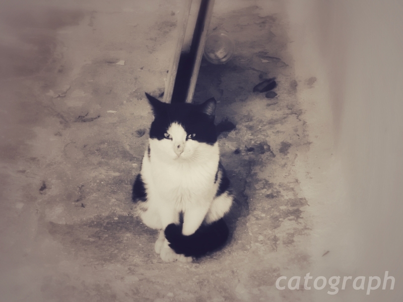 ギリシャのミコノス島で行儀よく私を見つめる顔が白と黒の猫