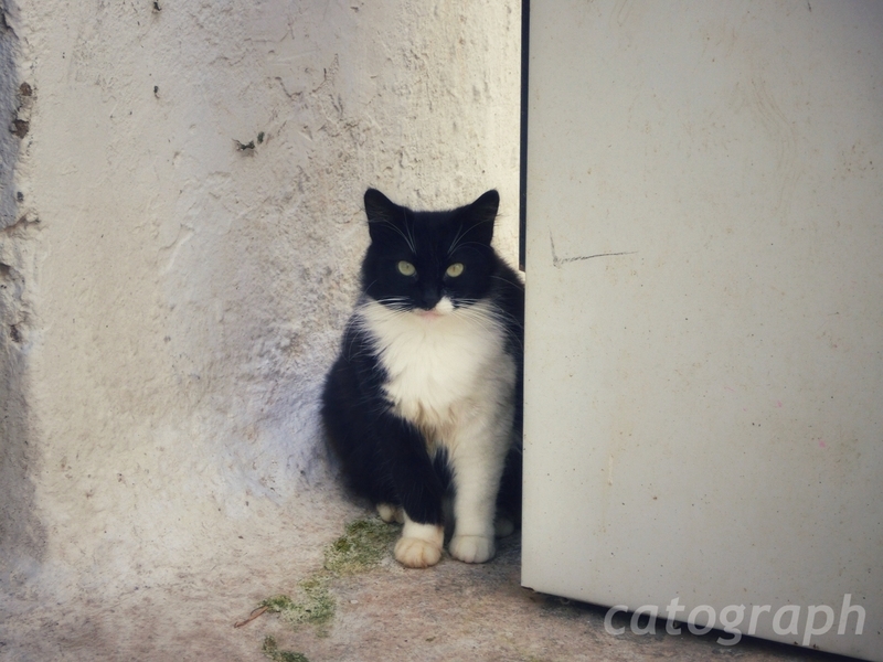 ギリシャのミコノス島で行儀よく私を見つめる顔が黒い猫