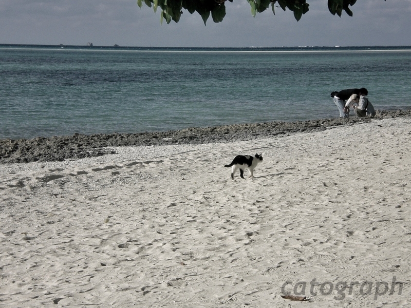 竹富島にあるカイジ浜を優雅に歩く猫