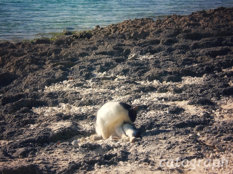 竹富島にあるカイジ浜で身繕いをする猫