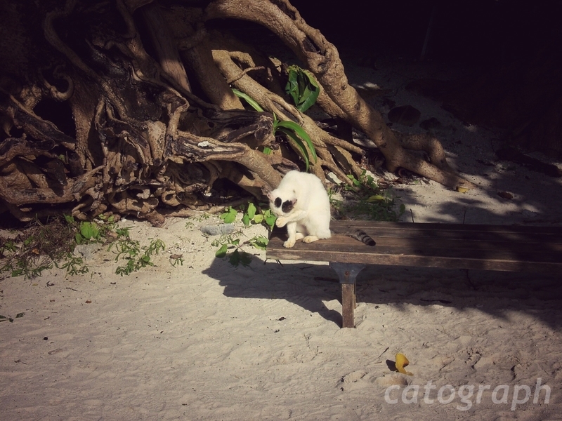 竹富島にあるカイジ浜にいたベンチでくつろいでいる猫