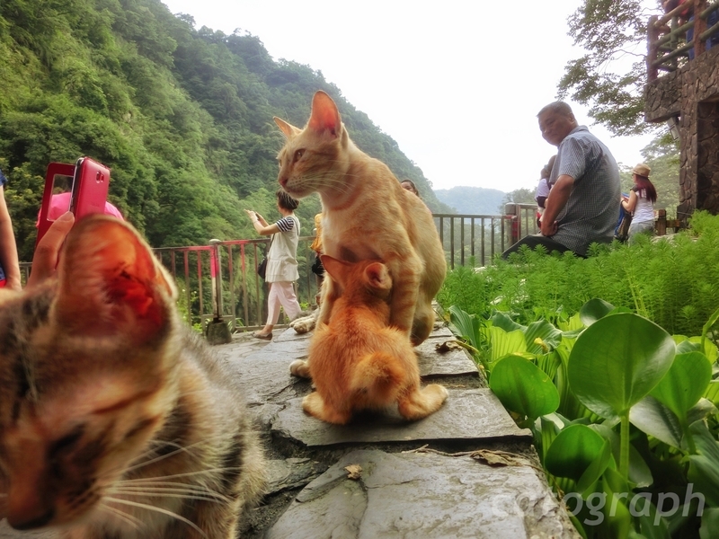 新北市の十分瀑布にいた耳が大きな双子の猫。片方は甘えん坊である