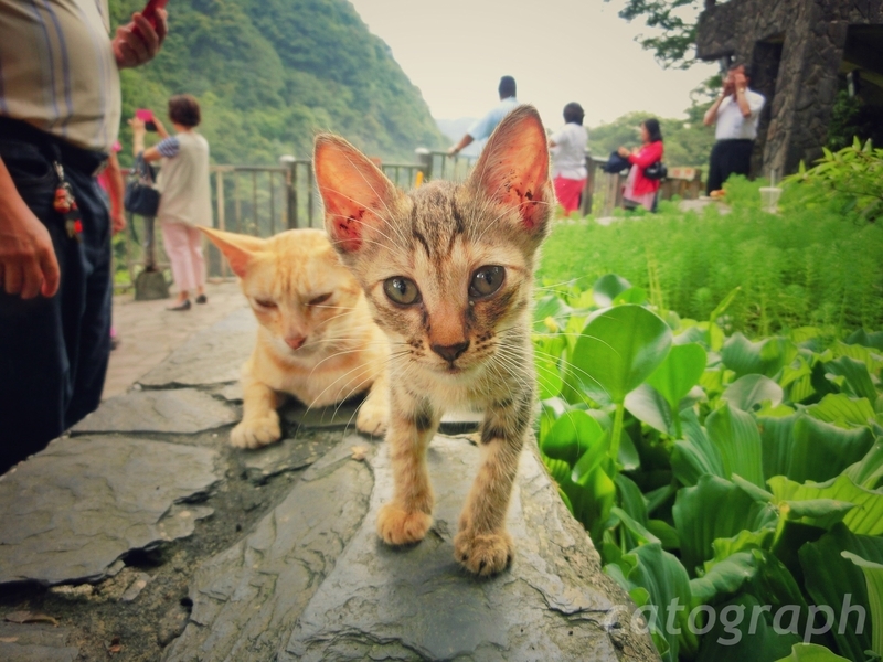 新北市の十分瀑布にいた耳が大きな猫