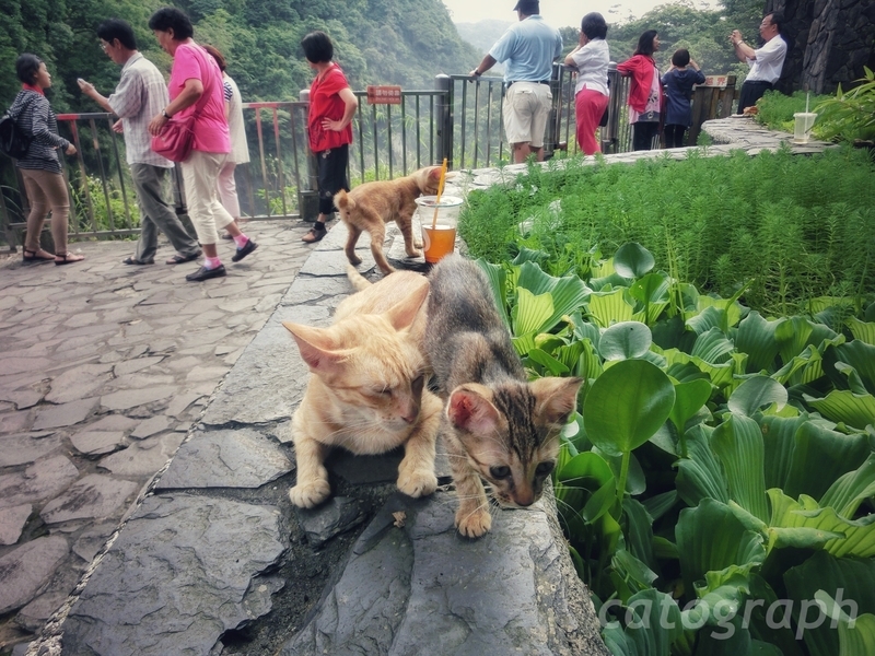 新北市の十分瀑布にいた耳が大きな猫の親子