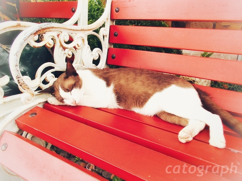 タイのラチャブリー県スワンプンにあるシナリー・ビンテージ・ファームの入口まどろむ猫を近くで撮った様子