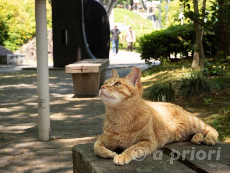 徳島県徳島市にある文化の森で涼む猫