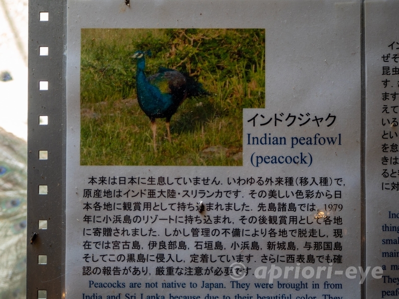 黒島にインドクジャクがいる理由が描かれた説明書