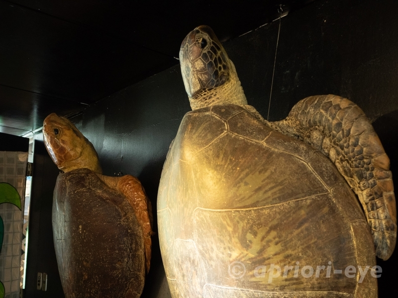 黒島研究所の資料室にあるカメのはく製