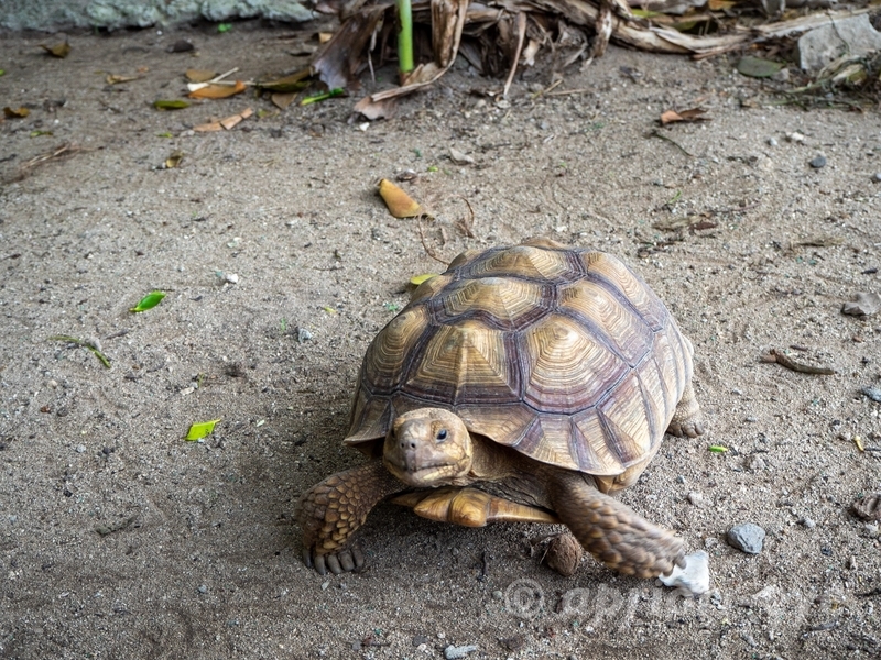 黒島研究所のリクガメ