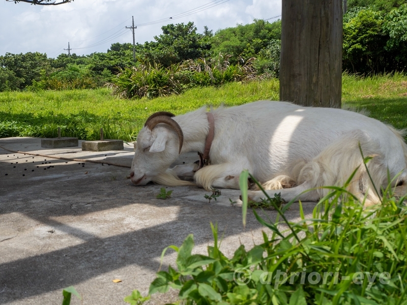 黒島研究所の近くにいる昼寝をしているヤギ