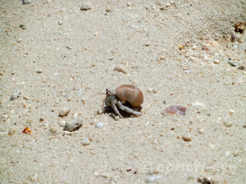 竹富島のコンドイビーチの浜を歩く小さなヤドカリ