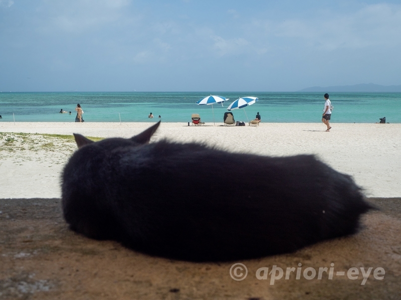 竹富島のコンドイビーチにある東屋で海に向かって昼寝をする黒猫