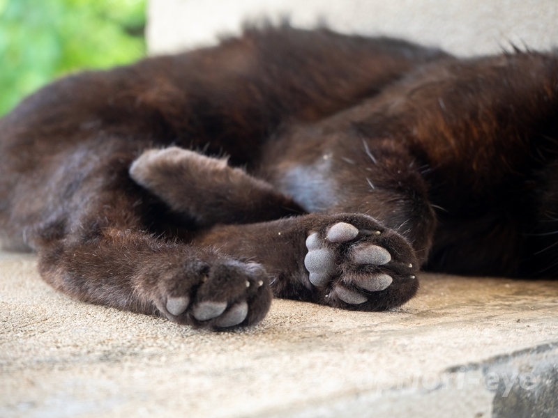 竹富島のコンドイビーチにある東屋で昼寝をする黒猫の肉球