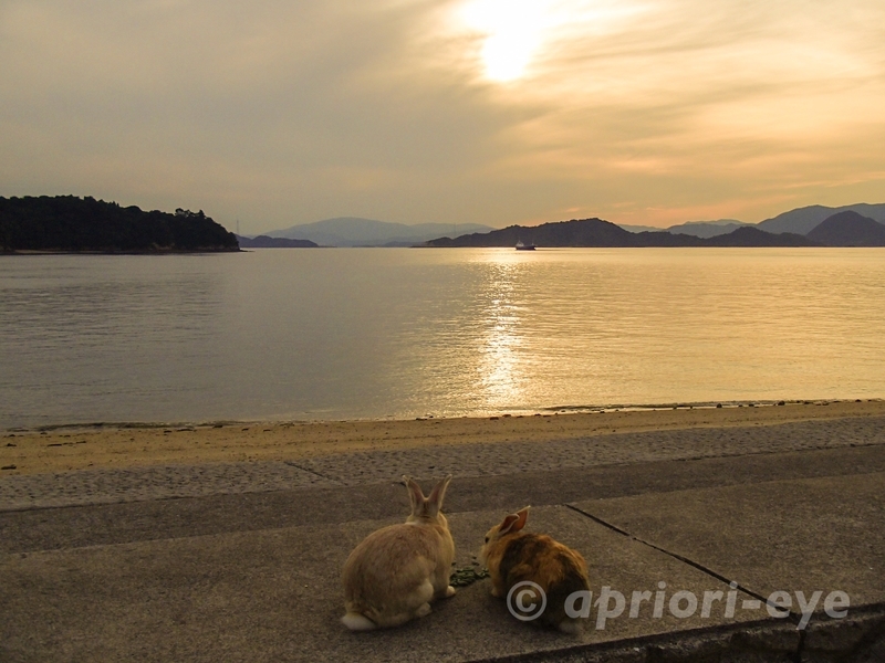 夕刻の浜辺でえさを食べる2羽のうさぎ