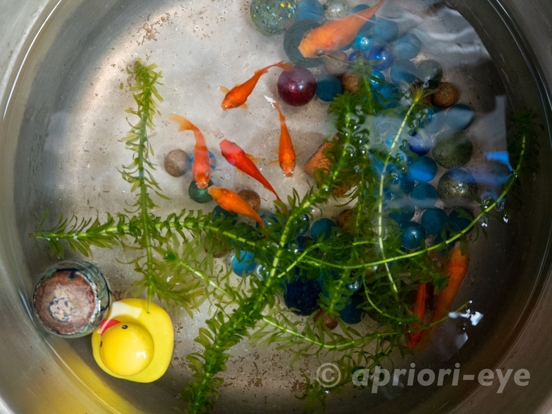 尾道本通り商店街の店の前に置かれた金魚が泳ぐたらい