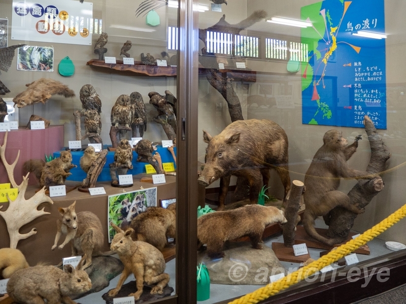 高岡古城公園自然資料館に展示されている動物のはく製