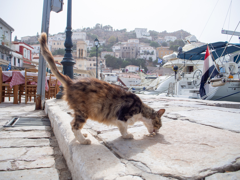 イドラ島の港でえさを食べる猫