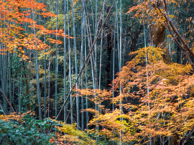 犬山市にある寂光院周辺の紅葉。竹林の中で赤と黄色になったもみじが美しい